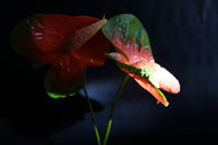 Anthurium II