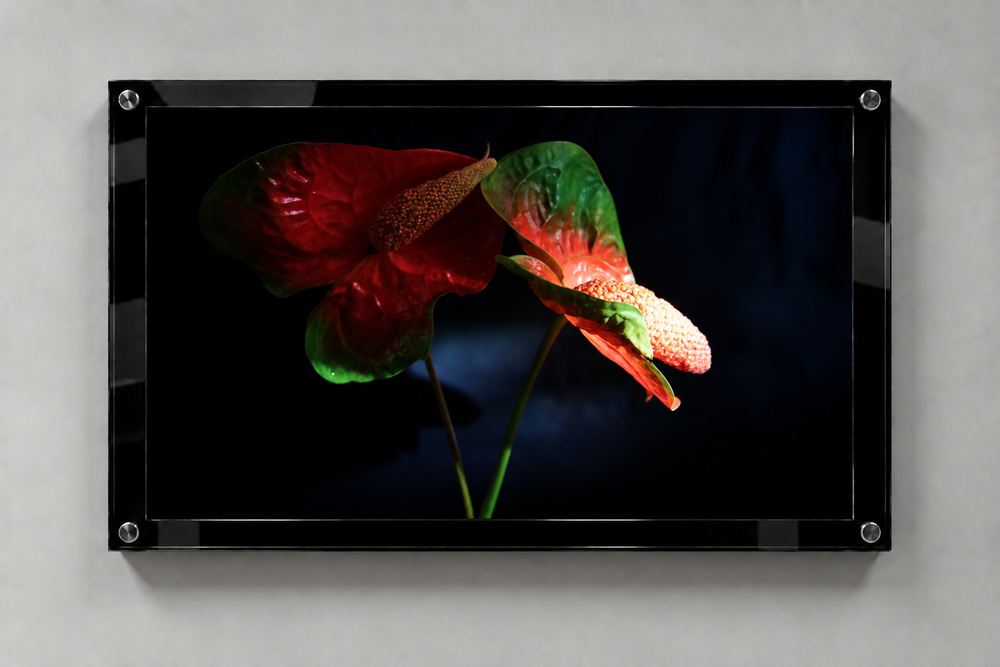 Anthurium II