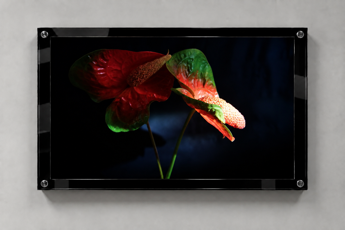 Anthurium II