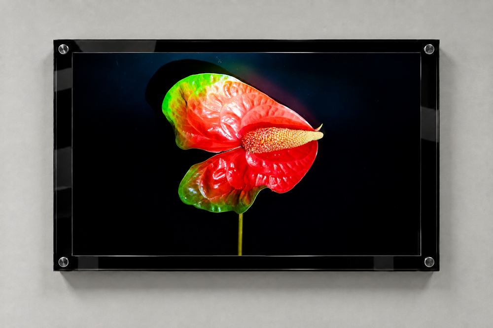 Anthurium