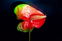Anthurium