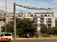 Mitte